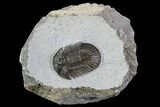 Scabriscutellum Trilobite - Tiny Axial Spines #87460-1